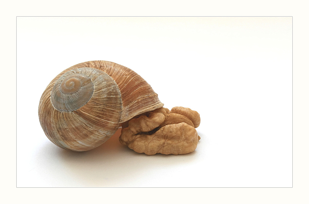 photo "walnut snail" tags: still life, 