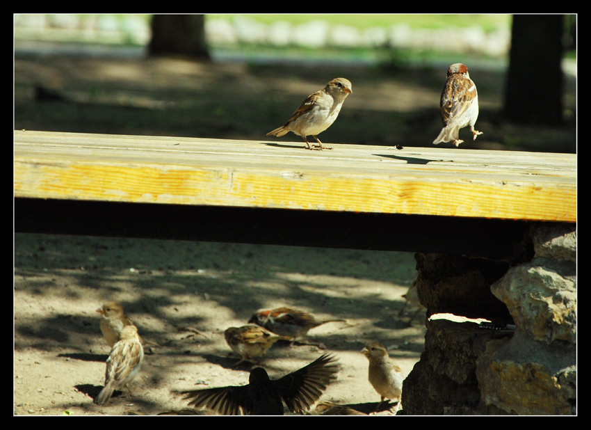 photo "***" tags: nature, wild animals