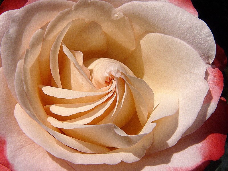 photo "Propeller" tags: nature, macro and close-up, flowers