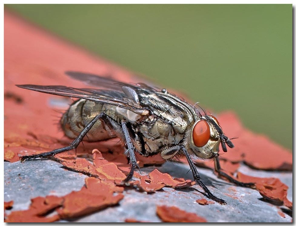 photo "flesh fly" tags: macro and close-up, nature, pets/farm animals