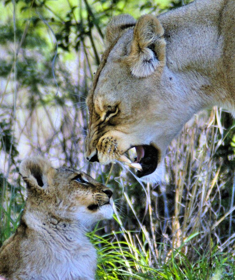 photo "Now you listen!" tags: nature, wild animals