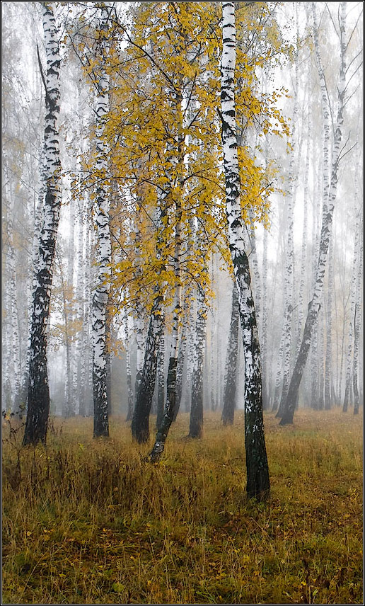 photo "***" tags: landscape, autumn, forest