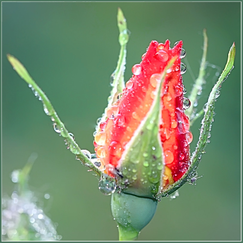 photo "The first rain" tags: nature, insect