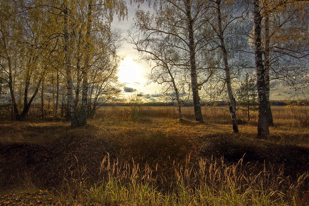 фото "По осени в лесу так много света – как будто солнышко сияет с веток." метки: пейзаж, осень