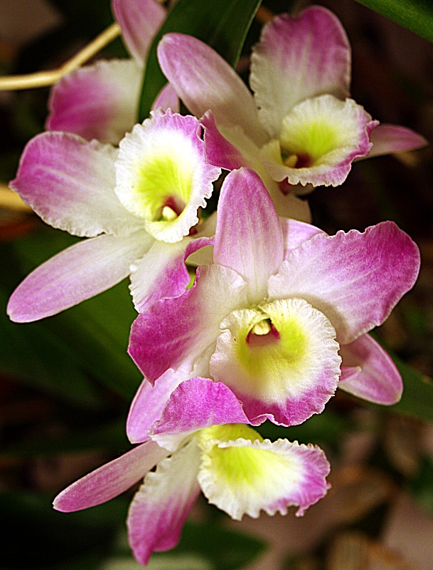 photo "Orchids #1" tags: nature, genre, flowers