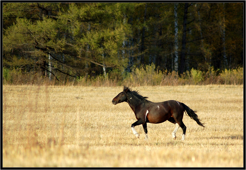 photo "***" tags: nature, pets/farm animals