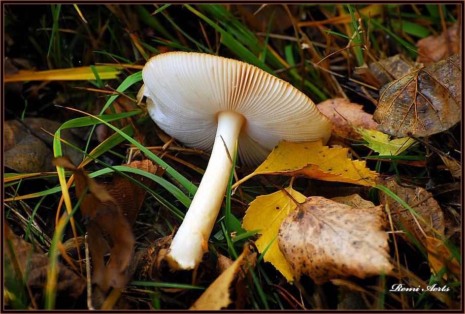 photo "broken mushroom" tags: nature, macro and close-up, flowers