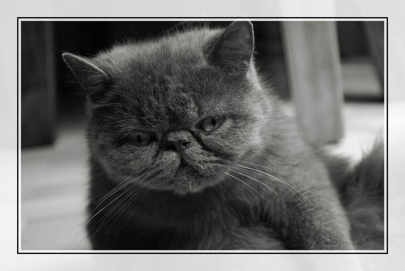 фото "Cat FIONA" метки: природа, портрет, домашние животные