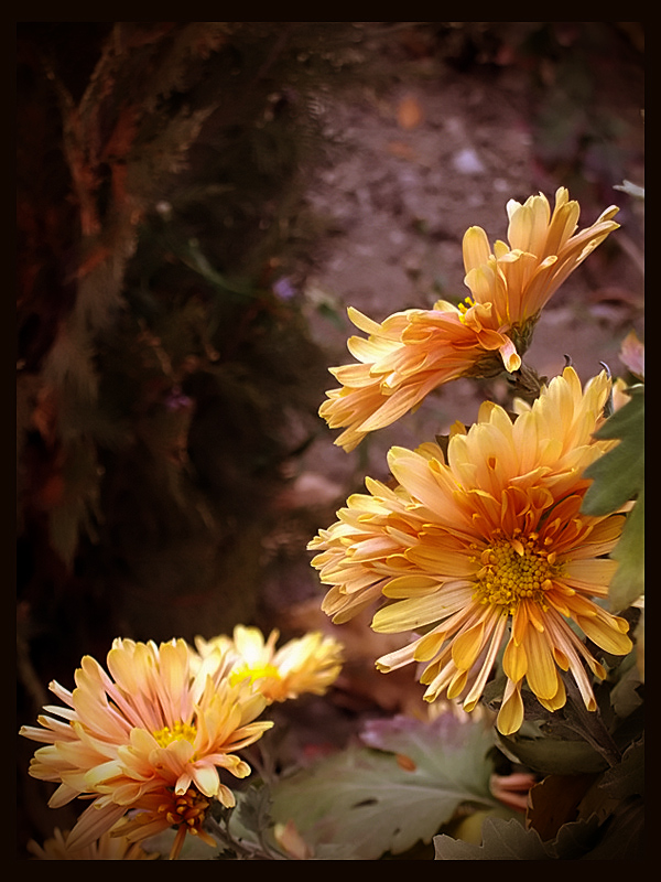 photo "***" tags: nature, flowers