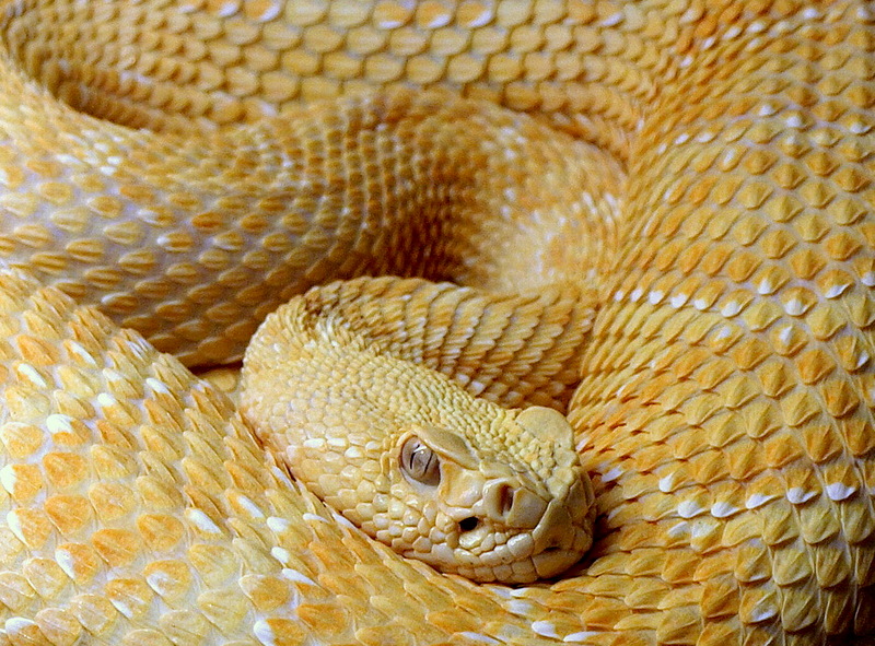 photo "Western Diamondback Rattlesnake-albino" tags: nature, wild animals