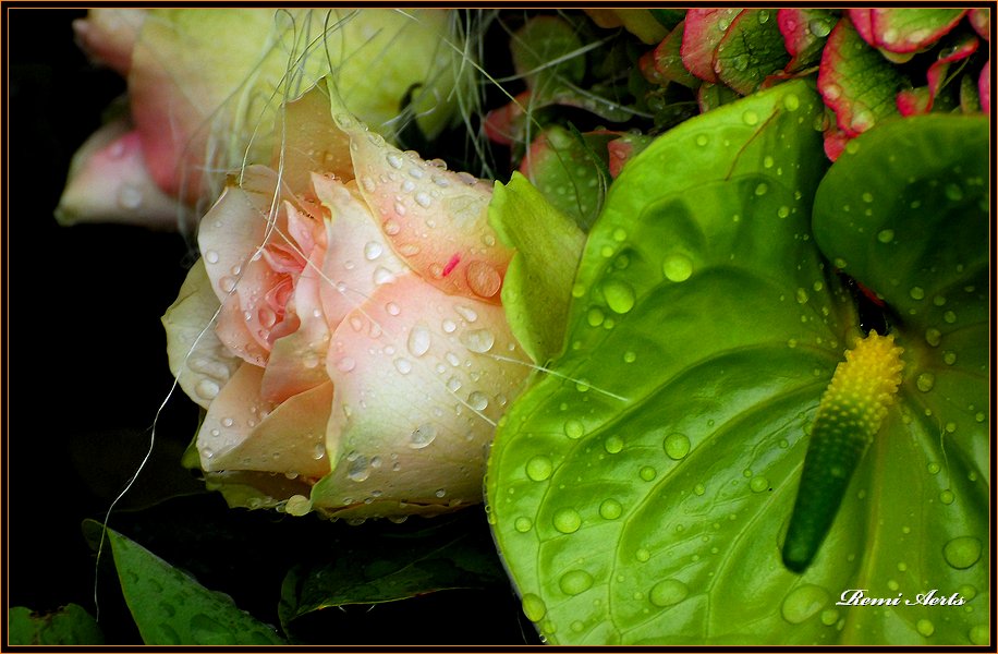 фото "after the rain" метки: природа, макро и крупный план, цветы