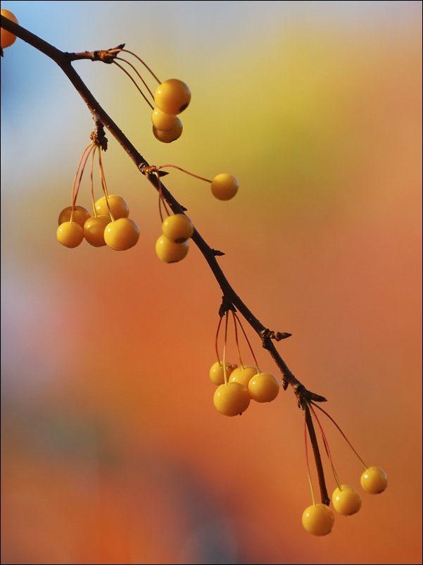 photo "yellow berries" tags: nature, flowers