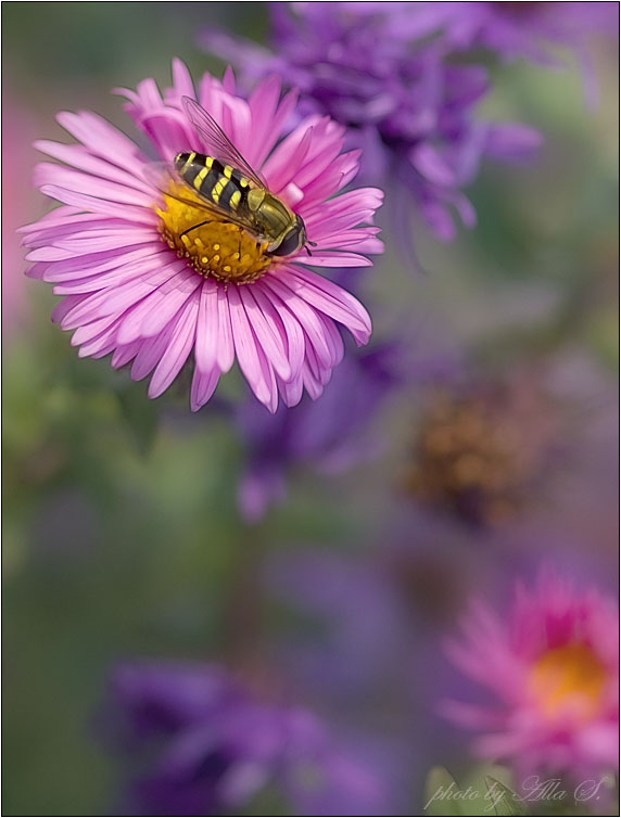 photo "***" tags: nature, flowers, insect