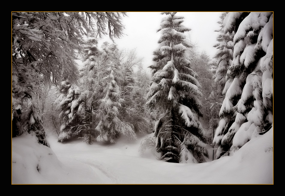 фото "Winter Forest" метки: пейзаж, зима, лес