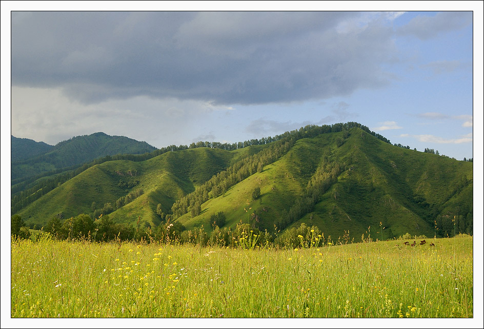 photo "Altay's fields" tags: landscape, mountains, summer