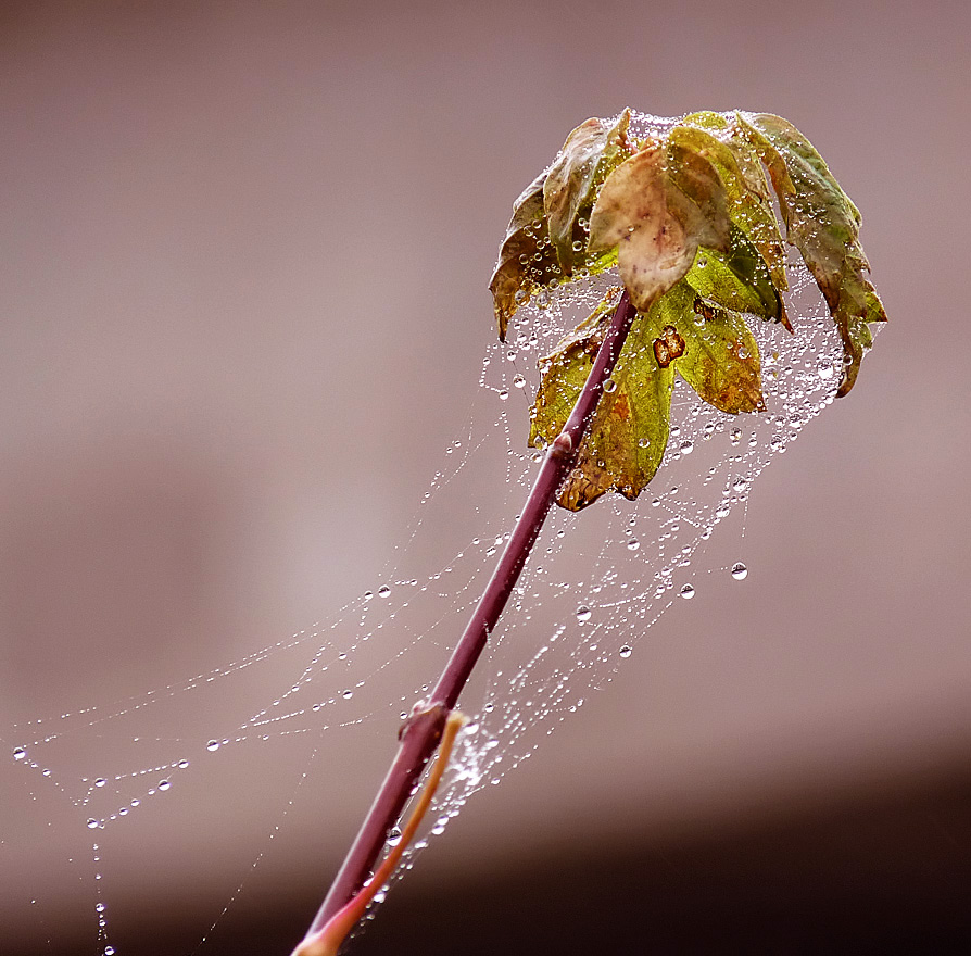 photo "***" tags: macro and close-up, 