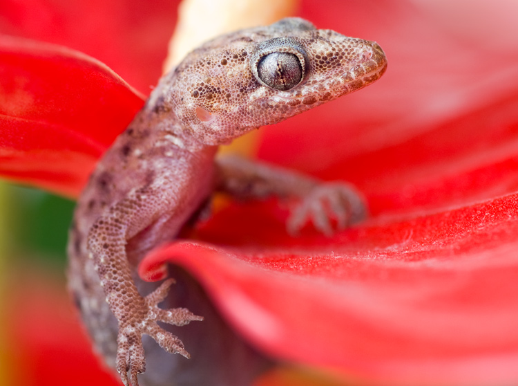 photo "***" tags: macro and close-up, nature, wild animals