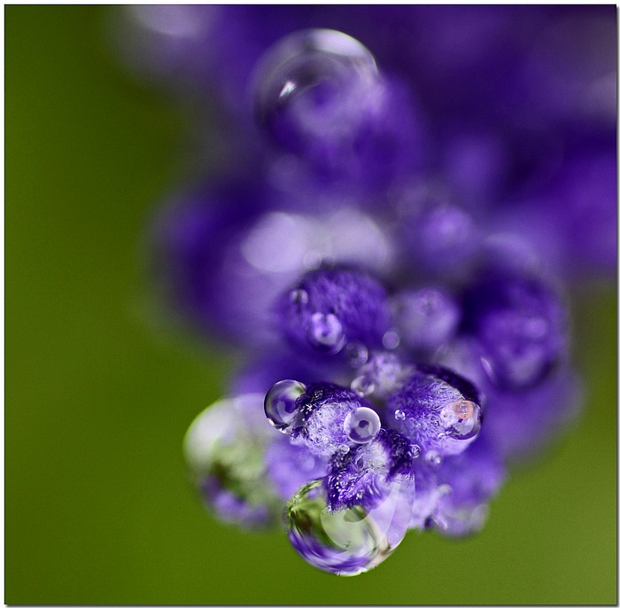 photo "Bug Eyes" tags: nature, macro and close-up, flowers