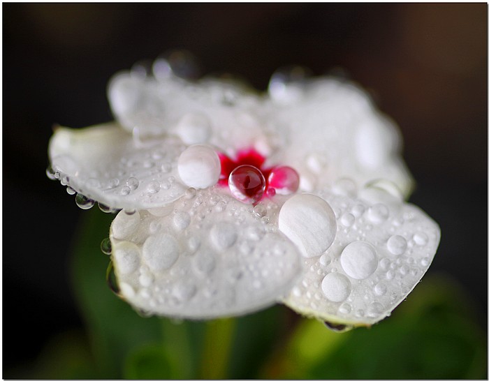 photo "Rojo Centro" tags: nature, macro and close-up, flowers