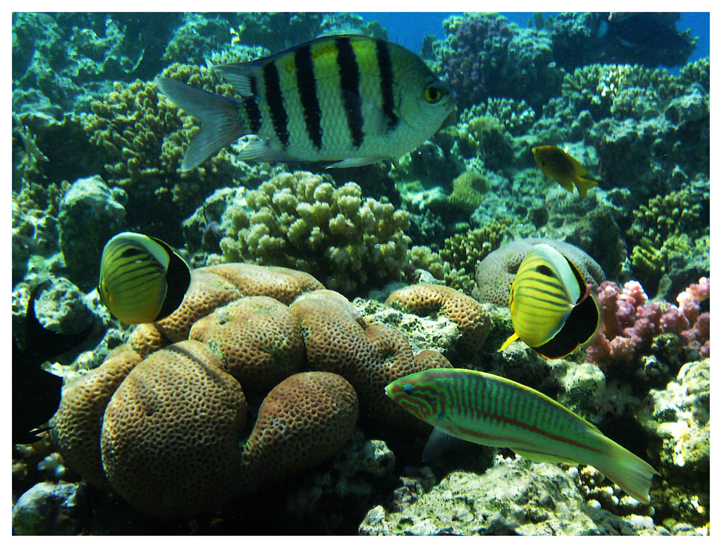 photo "***" tags: nature, underwater, 