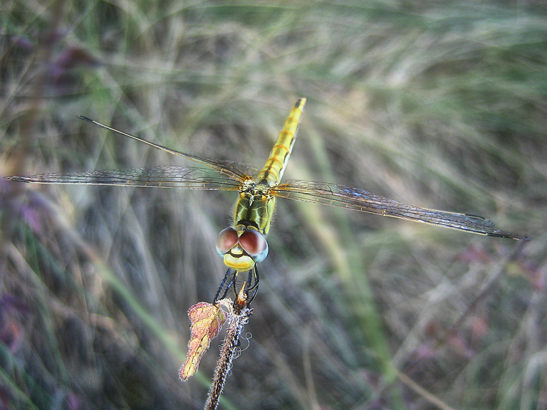 photo "warriors of the river" tags: nature, macro and close-up, insect