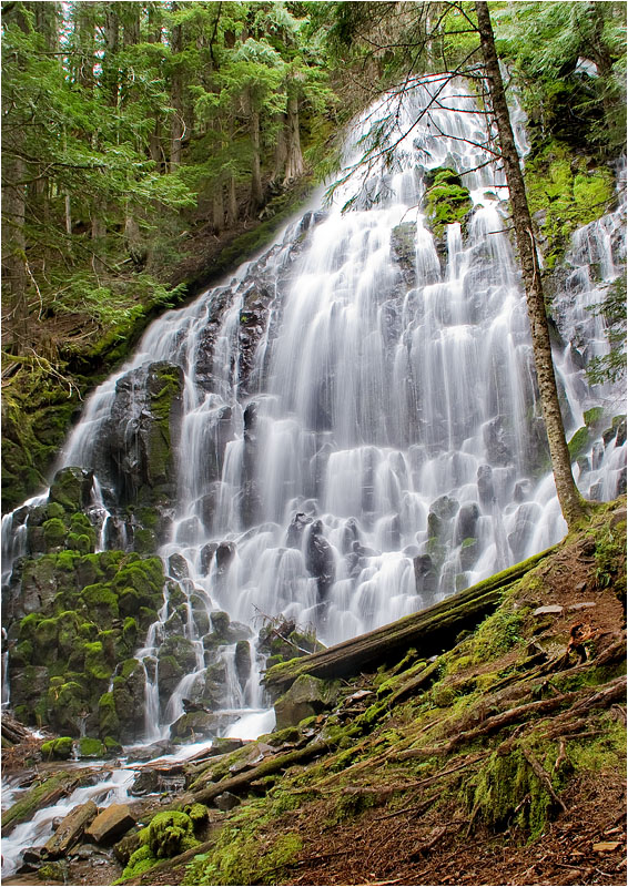 photo "Water and Moss" tags: landscape, forest, water