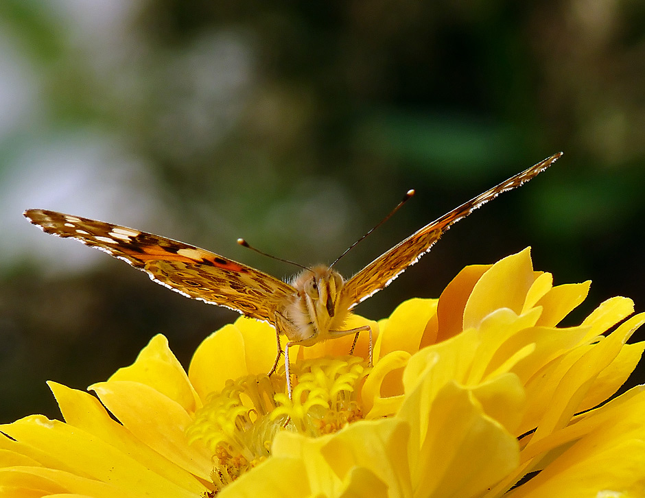 фото "Vanessa cardui" метки: природа, насекомое