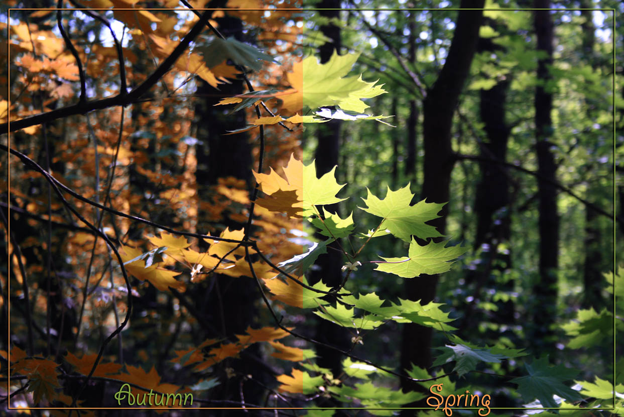 photo "***" tags: landscape, forest