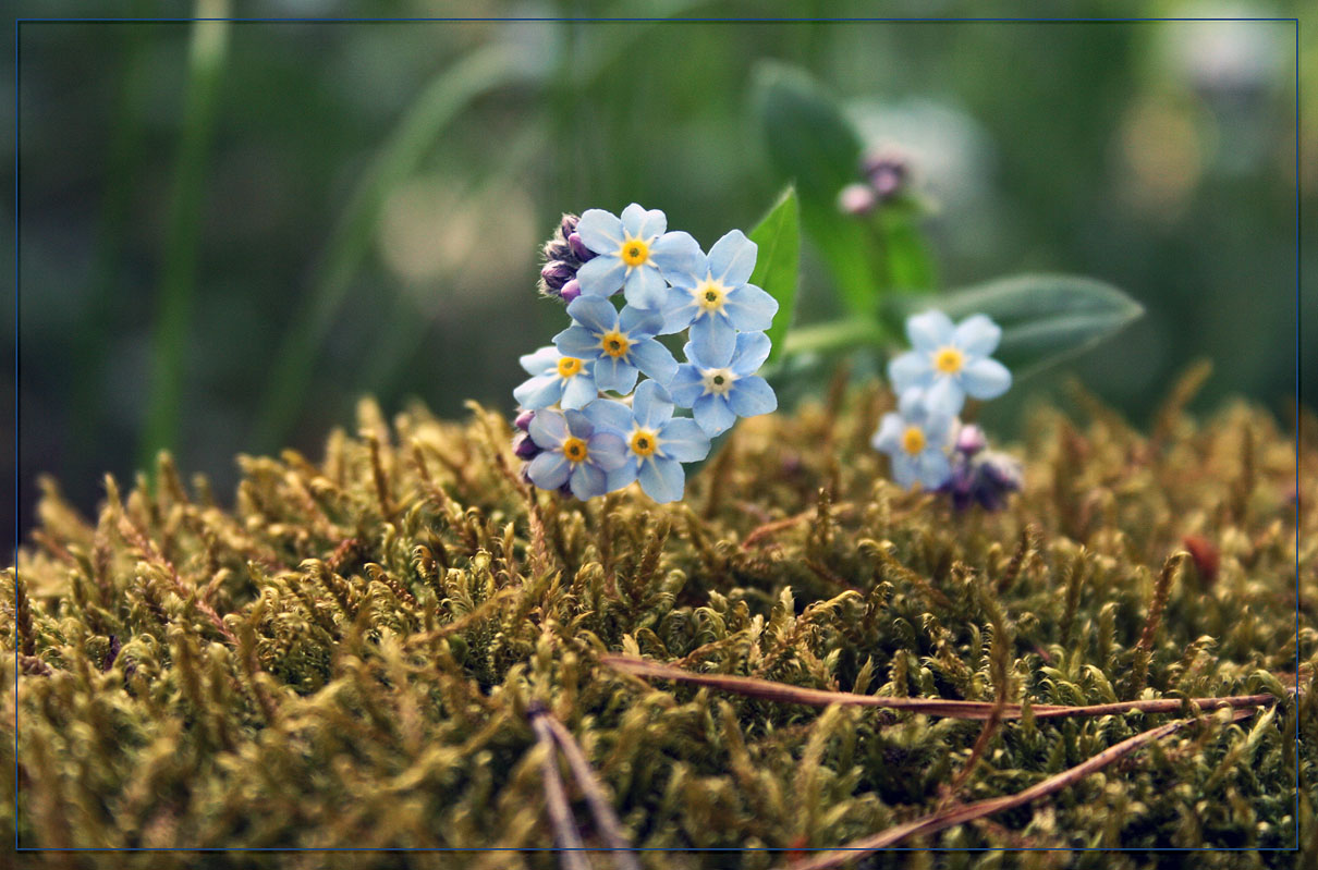 photo "***" tags: nature, flowers