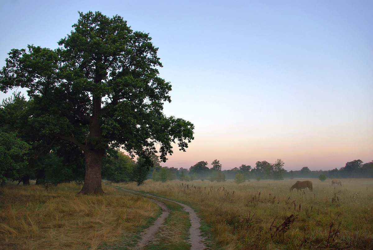 photo "***" tags: landscape, summer