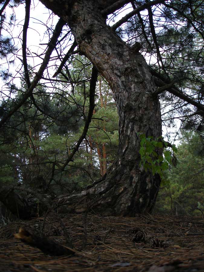 photo "***" tags: landscape, autumn, forest