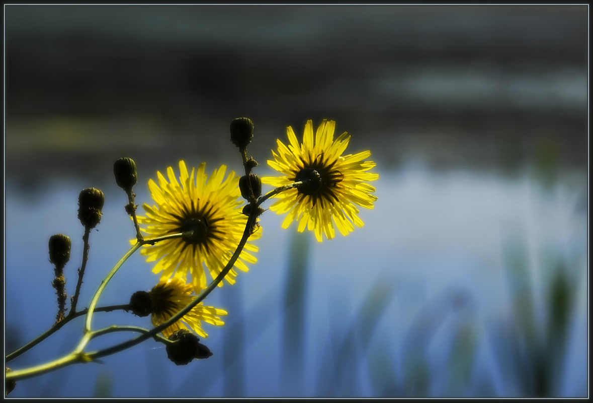 photo "Little autumn suns" tags: nature, flowers