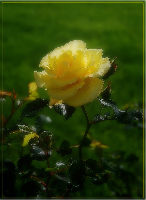 photo "Rose" tags: nature, flowers