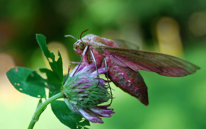 photo "***" tags: nature, insect