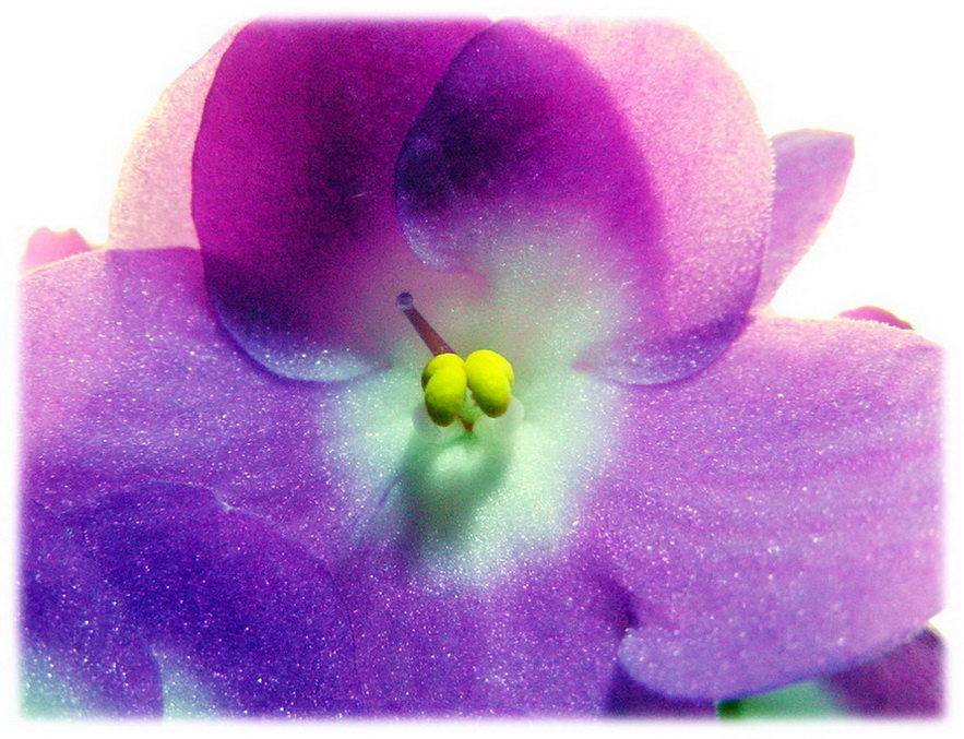 фото "Фиалка" метки: природа, макро и крупный план, цветы