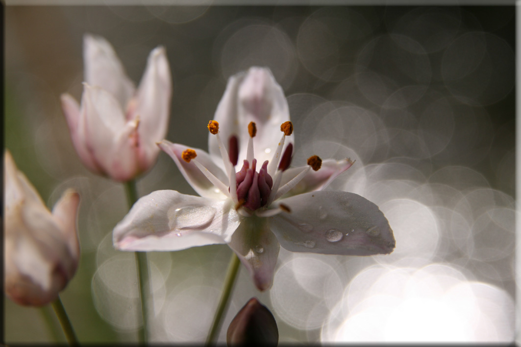 photo "***" tags: macro and close-up, nature, flowers