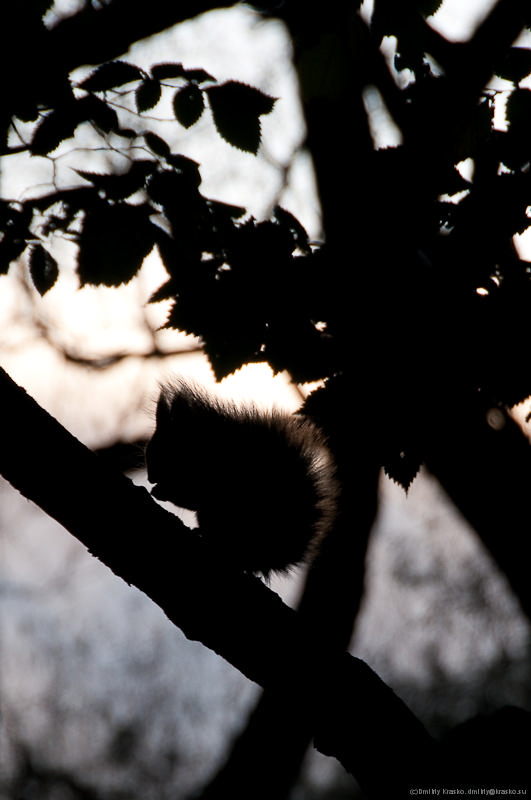 photo "Autumn squirrel." tags: landscape, nature, autumn, wild animals