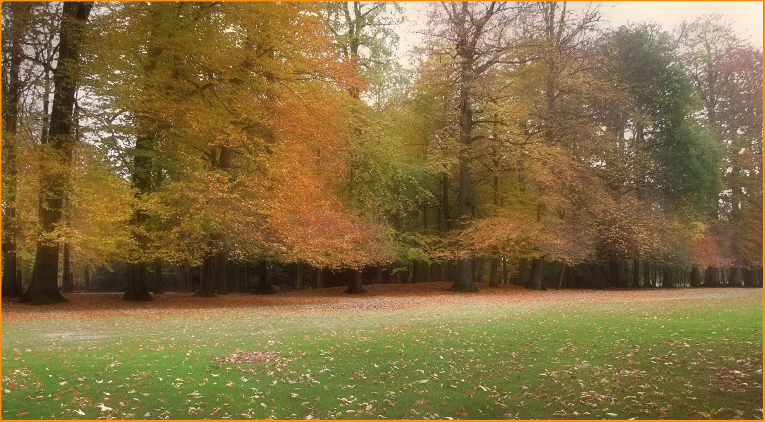 photo "When every leaf is a burning  flower" tags: landscape, autumn, forest