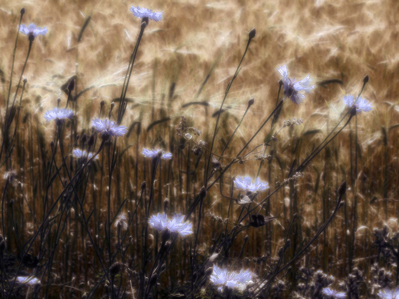 photo "***" tags: nature, flowers