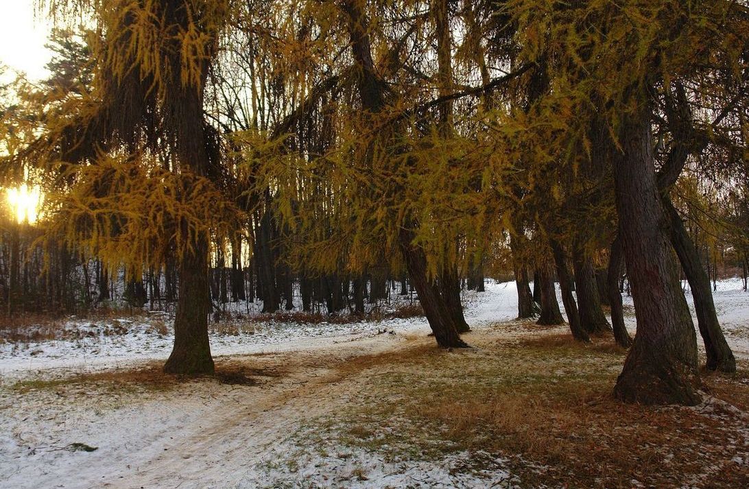 фото "тропинка между лиственниц" метки: пейзаж, лес