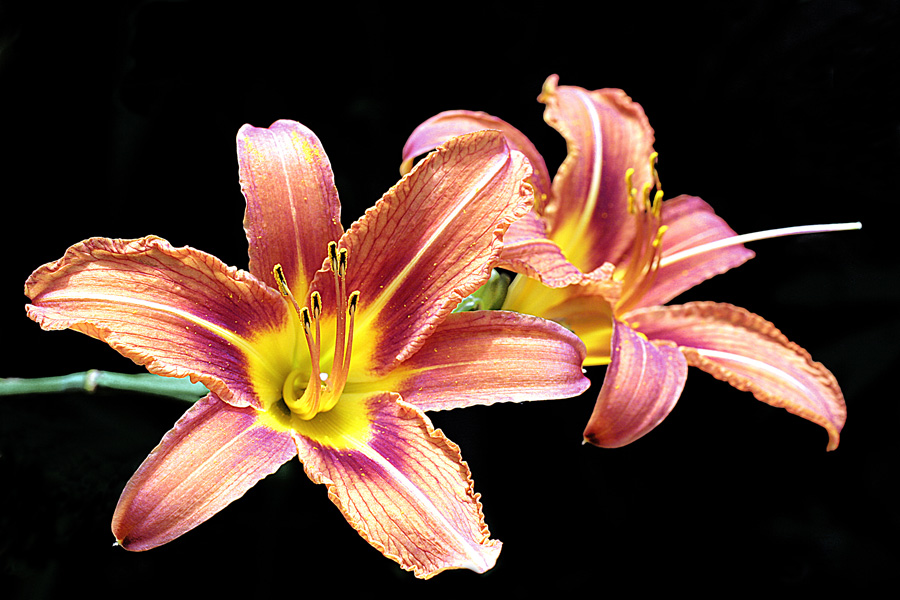 photo "Iris" tags: nature, flowers