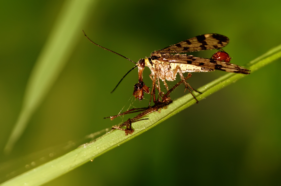 photo "***" tags: nature, insect