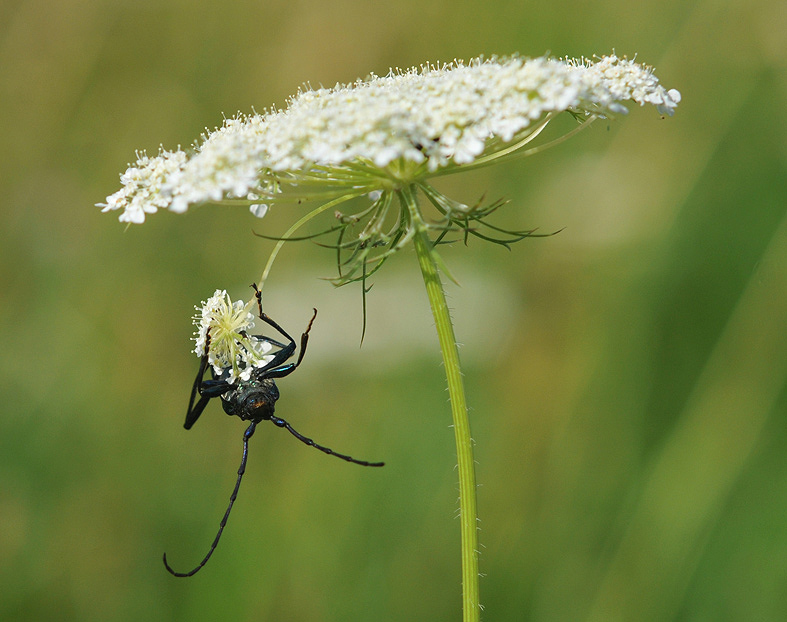 фото "Качели" метки: природа, макро и крупный план, насекомое