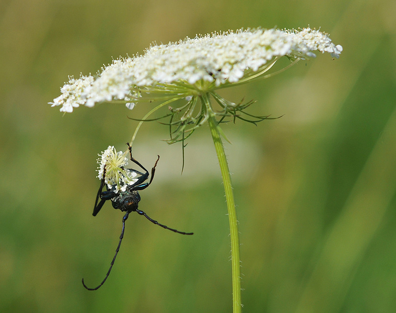 photo "***" tags: nature, macro and close-up, insect