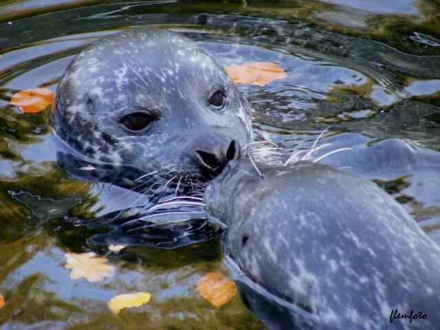 photo "Love story in nature." tags: nature, wild animals