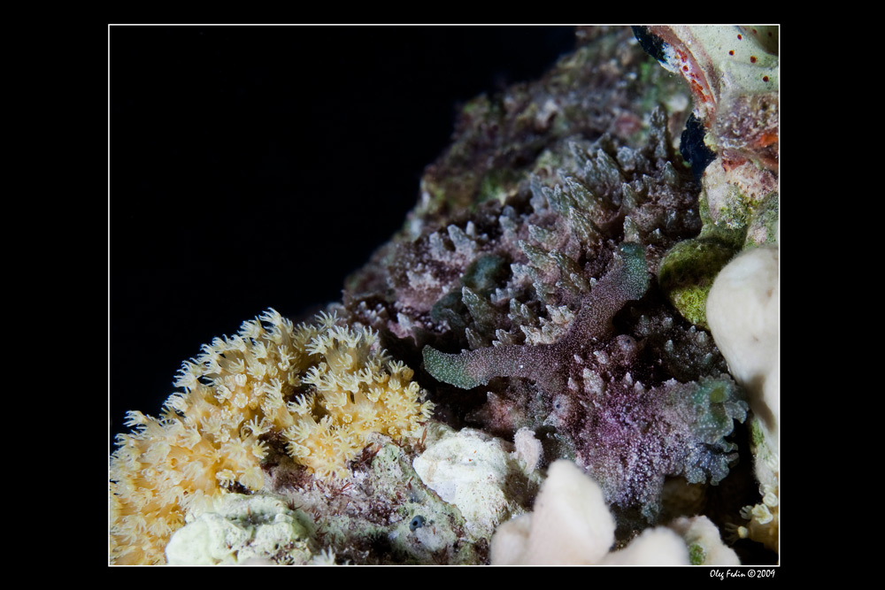 photo "Eared sea hare slug" tags: underwater, macro and close-up, 
