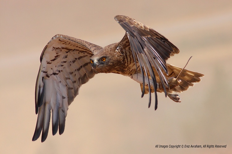 фото "short-toed eagle" метки: природа, дикие животные