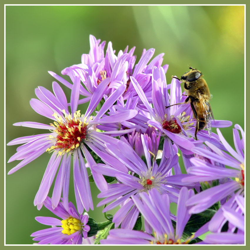 photo "Chrysanthemums" tags: nature, flowers