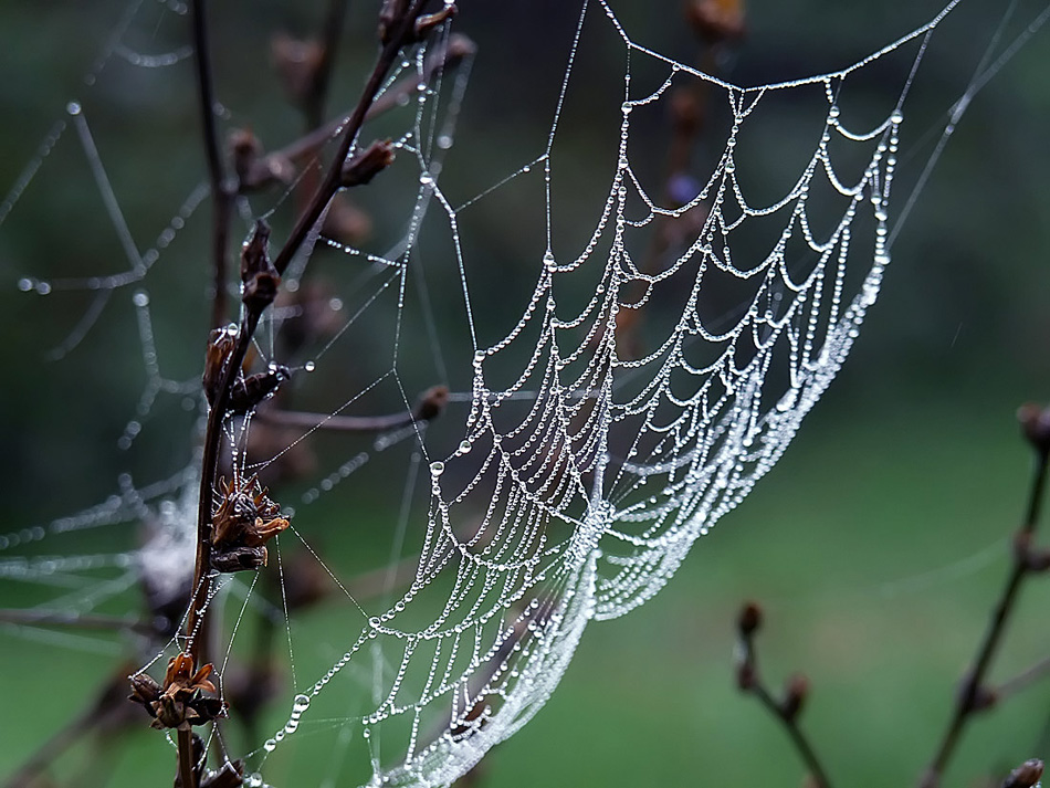 photo "***" tags: macro and close-up, 