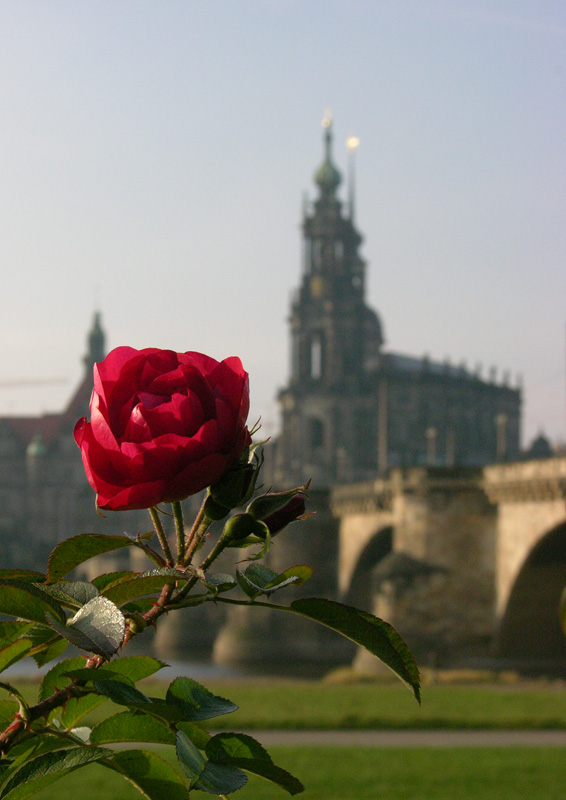 photo "Dresden's rose" tags: travel, architecture, landscape, Europe